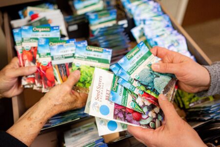 Four hands hold several packets of seeds above an open drawer filled with more seed packets