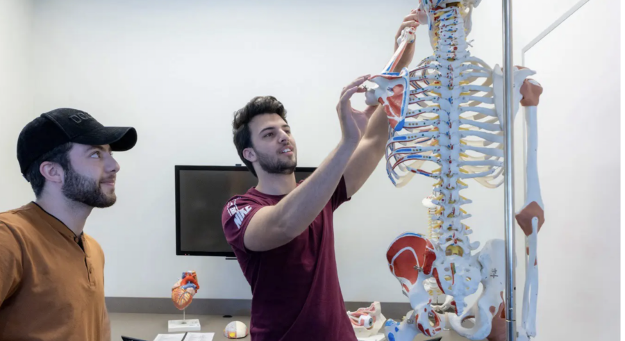Two students examine a model of the human skeleton